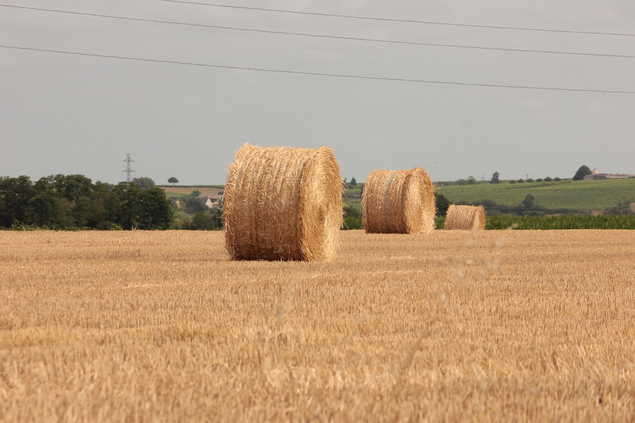 straw  field  agriculture free photo
