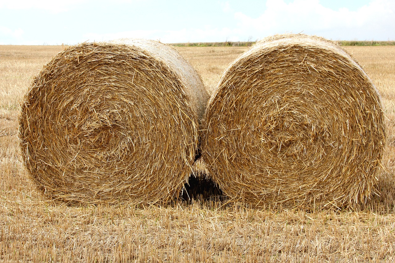 straw harvest halmbal free photo