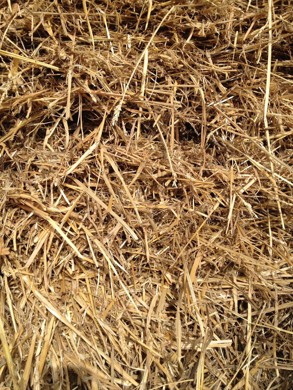 straw grass grain free photo