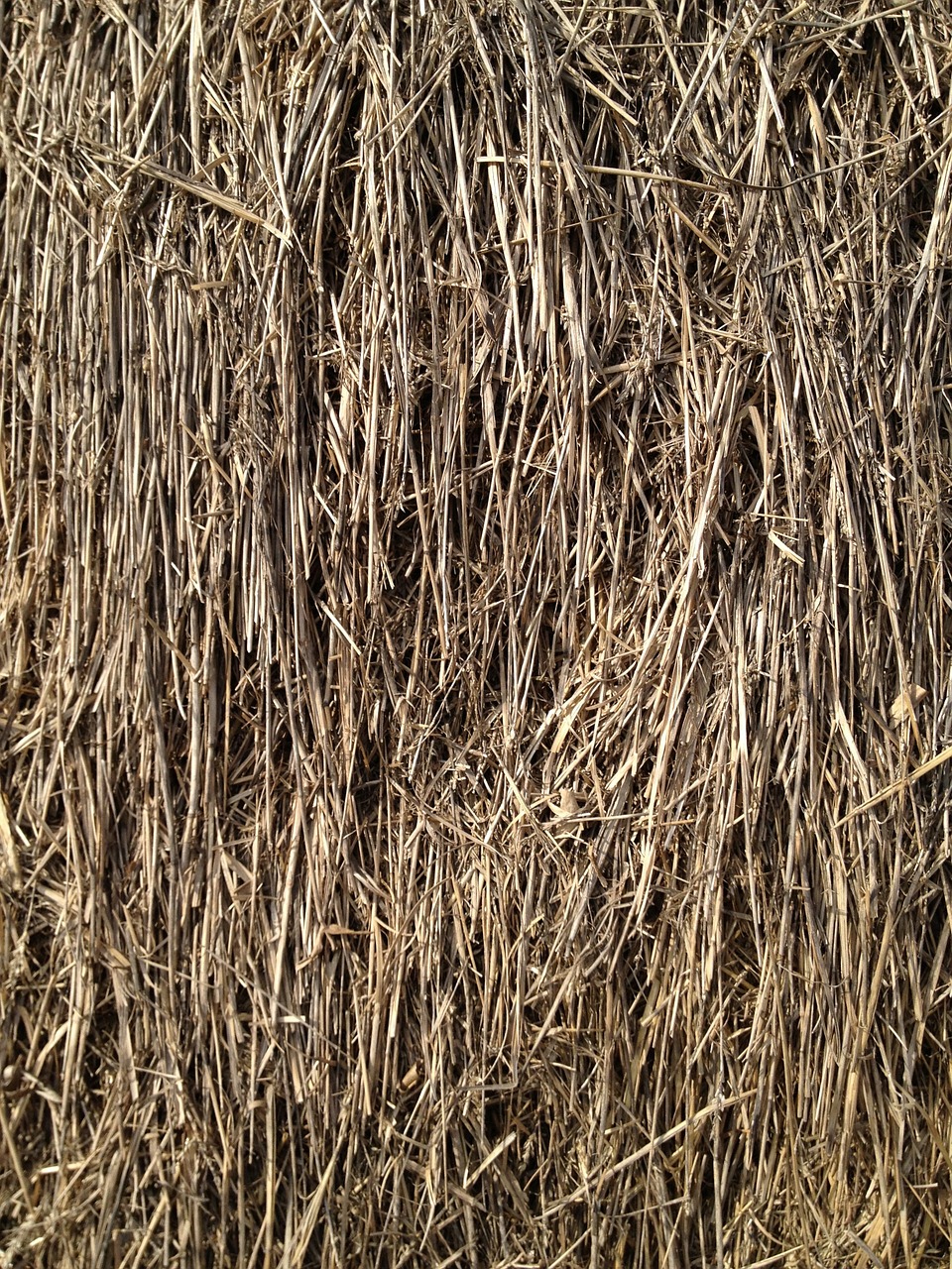 straw grain grass free photo