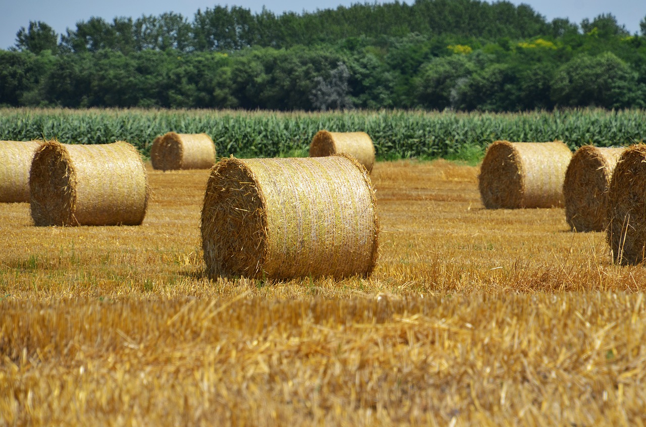 straw  straw bale  agriculture free photo