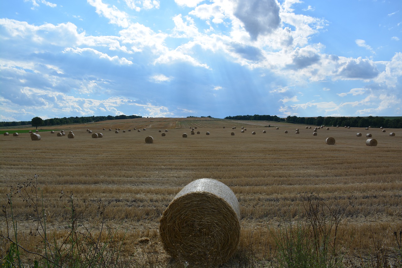 straw  sky  nature free photo