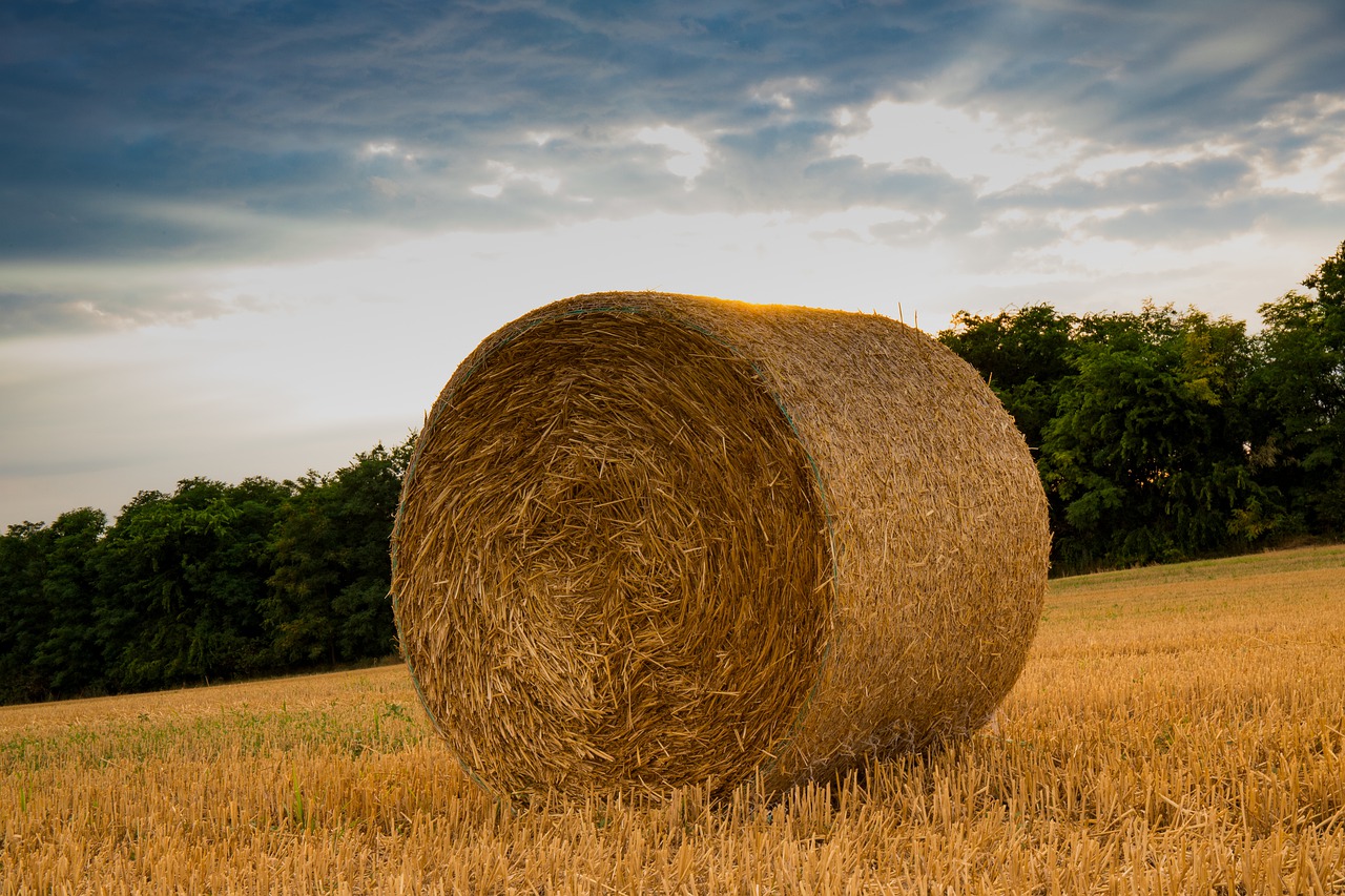 straw  agriculture  harvest free photo