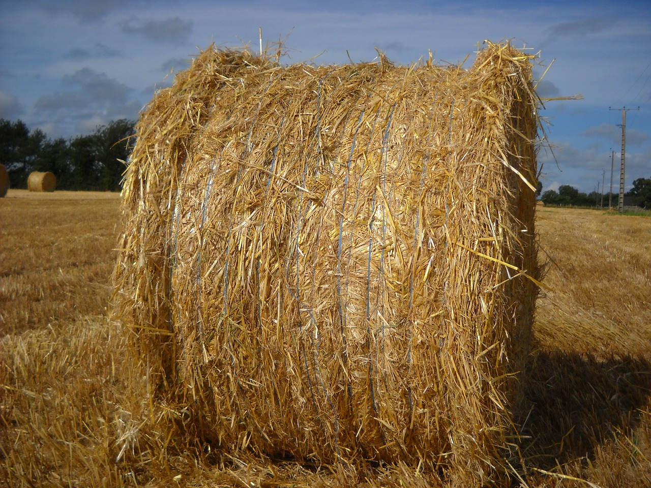 straw field boot free photo