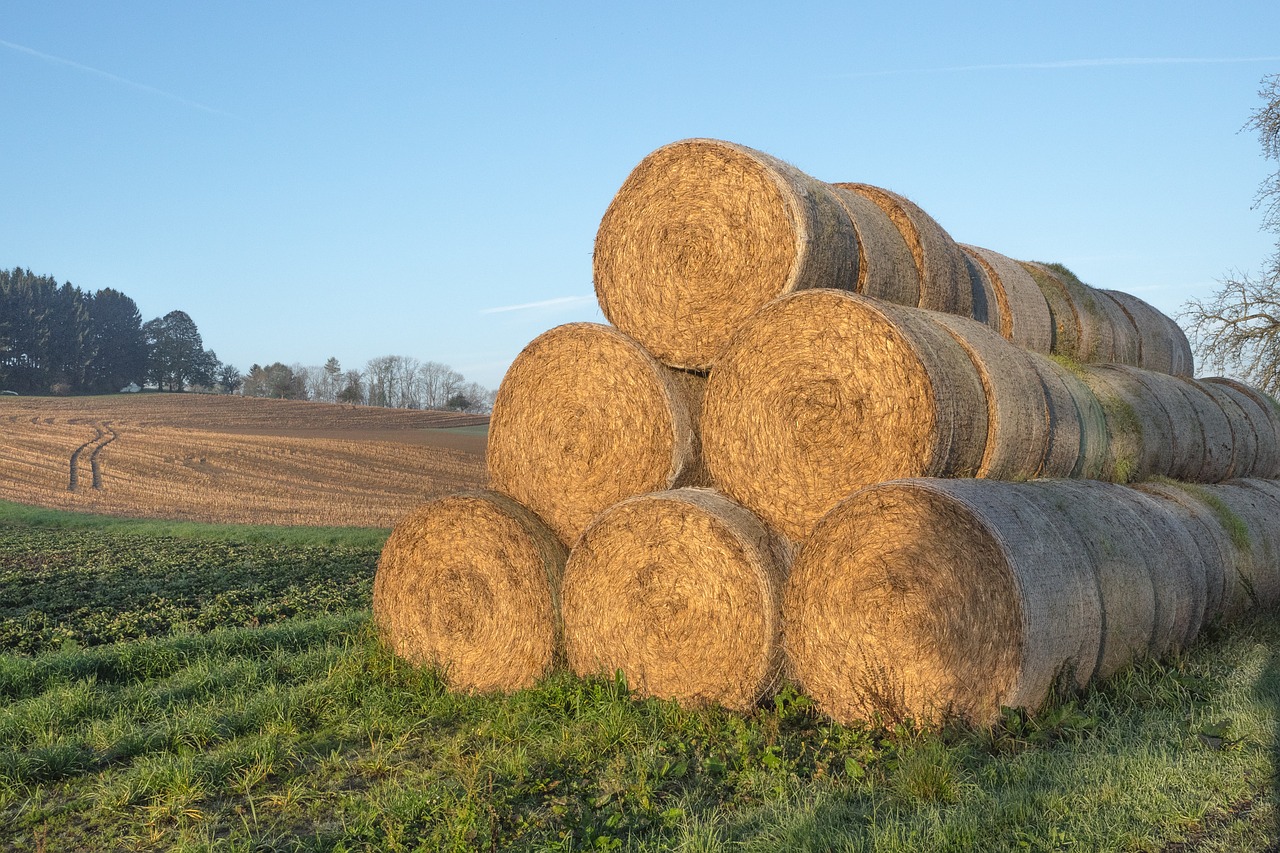 straw straw bales round bales free photo