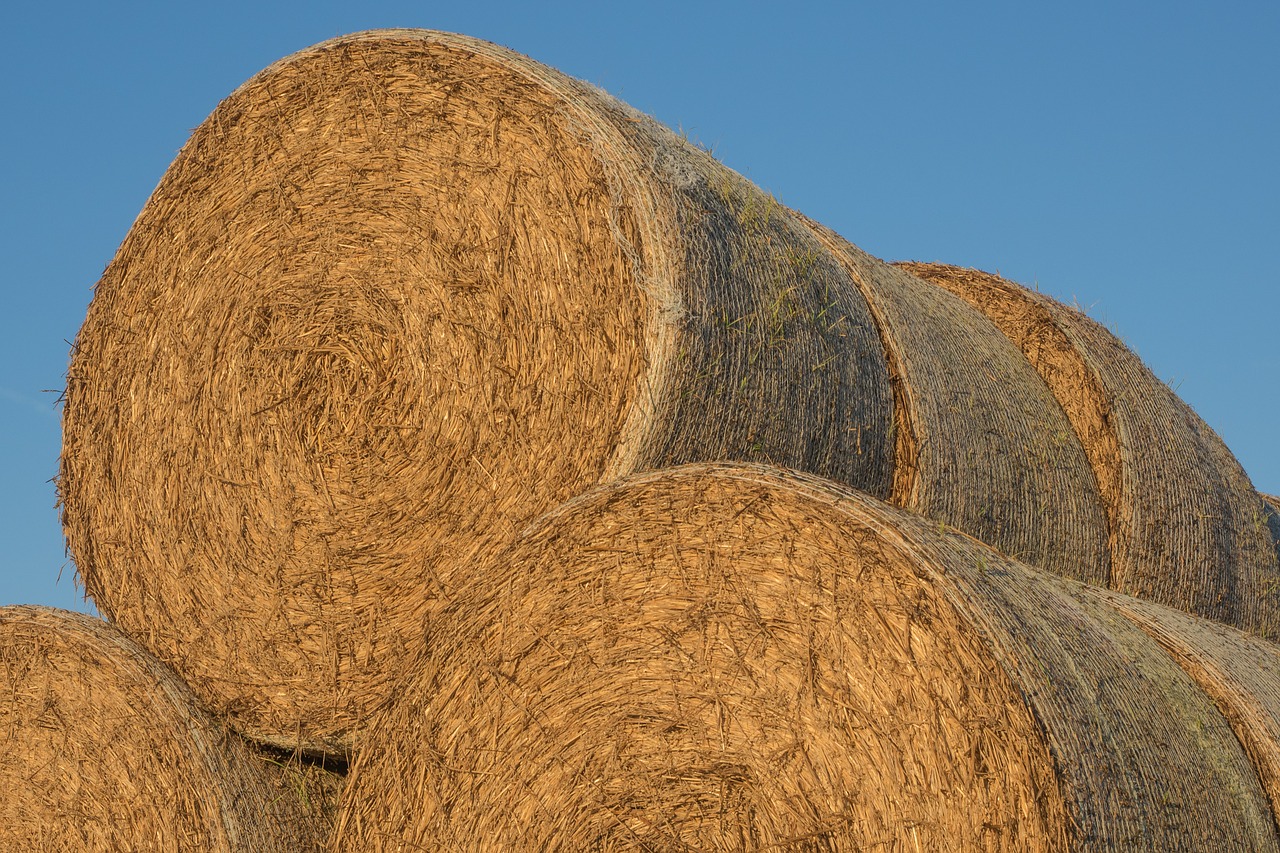 straw straw bales round bales free photo