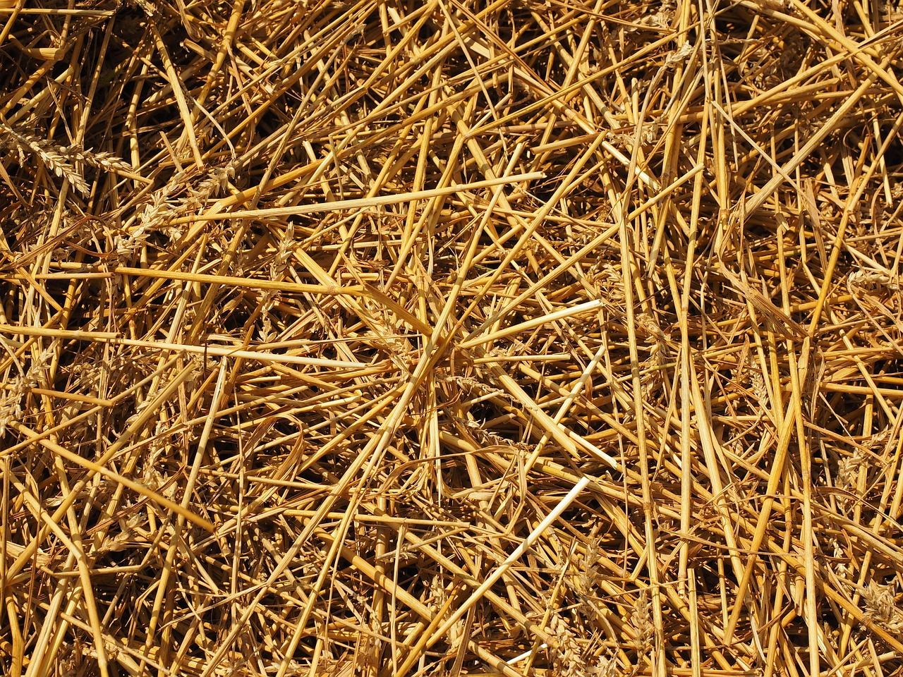 straw straws field free photo