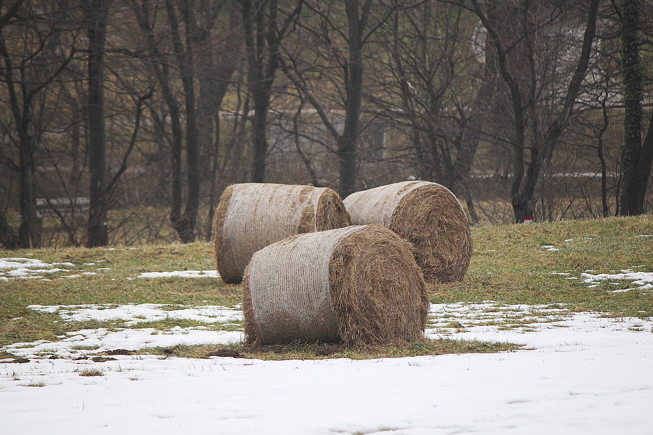 straw straw bales round bales free photo