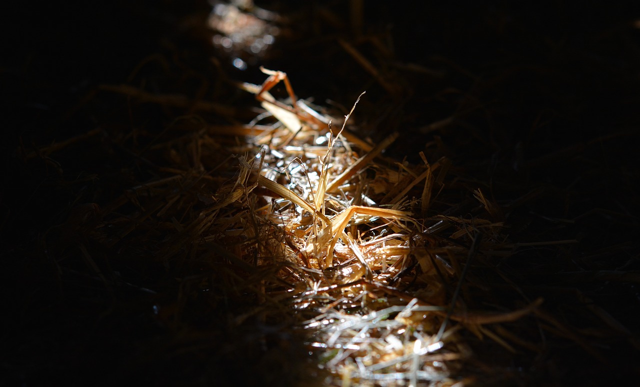 straw litter sunlight free photo