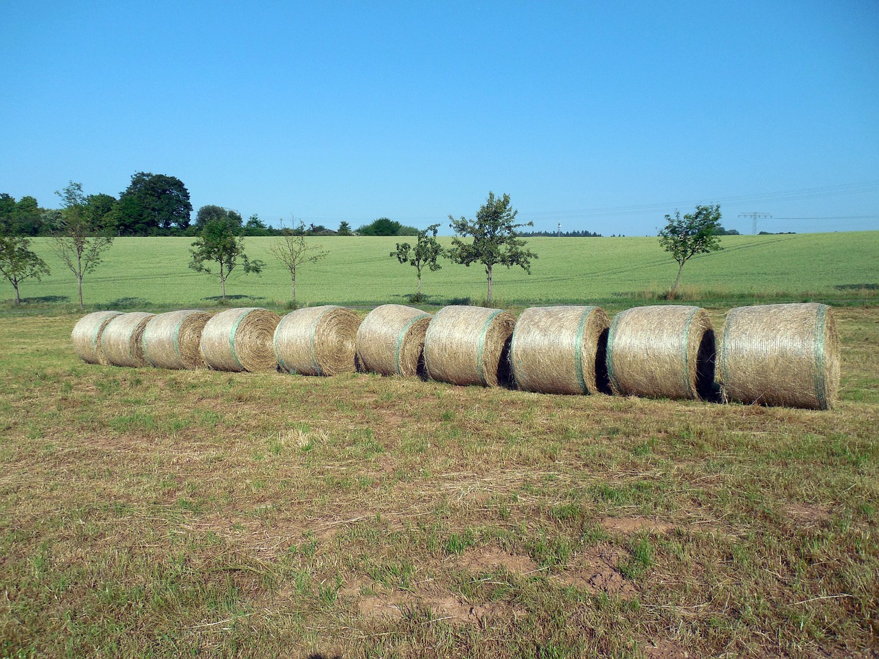 straw straw bales round bales free photo