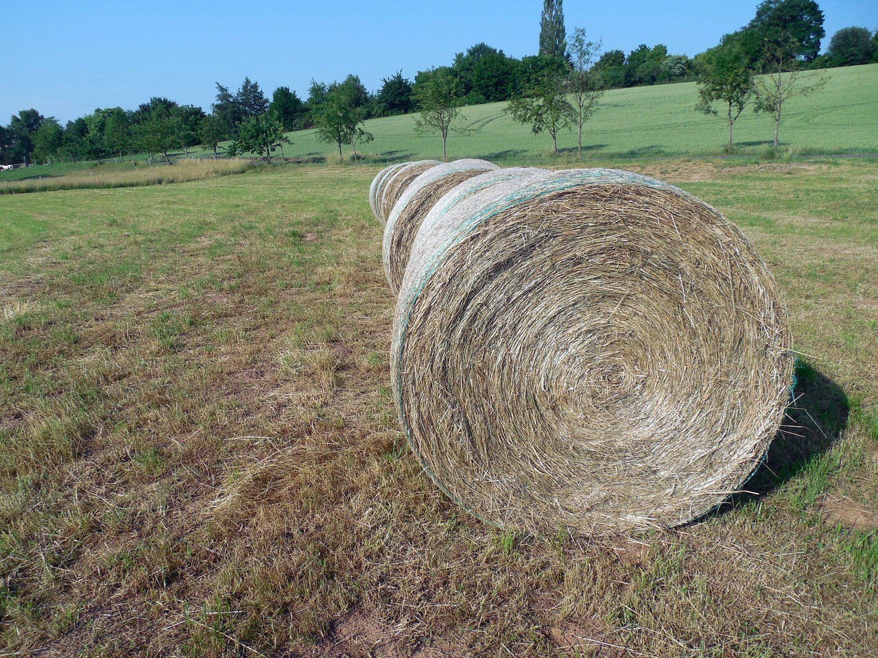 straw straw bales round bales free photo