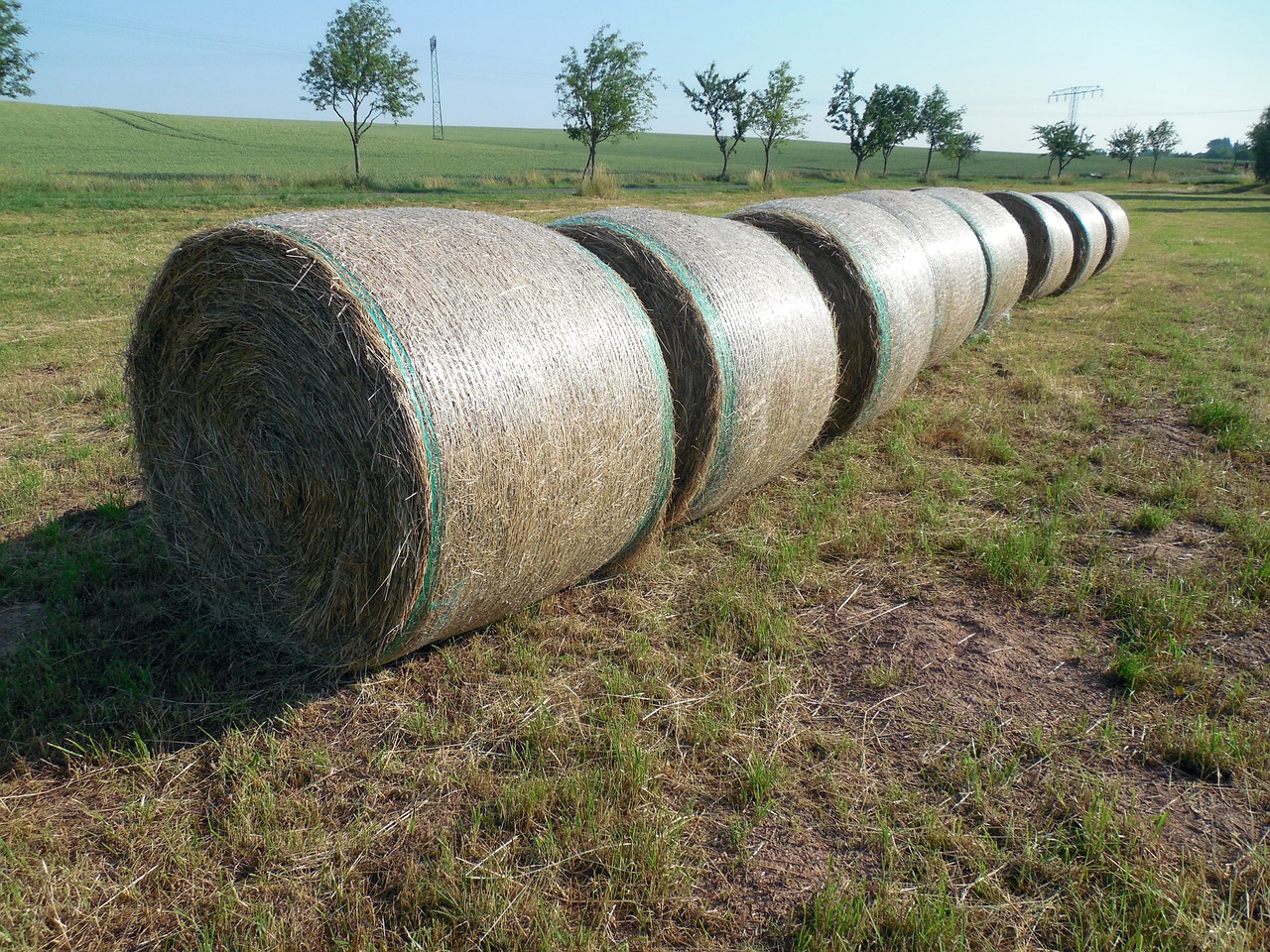 straw straw bales round bales free photo