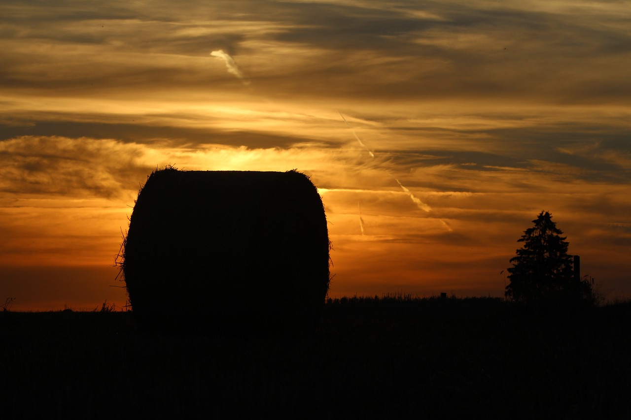 straw tree straw bale free photo