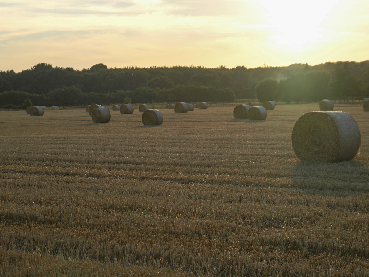 straw straw bales field free photo