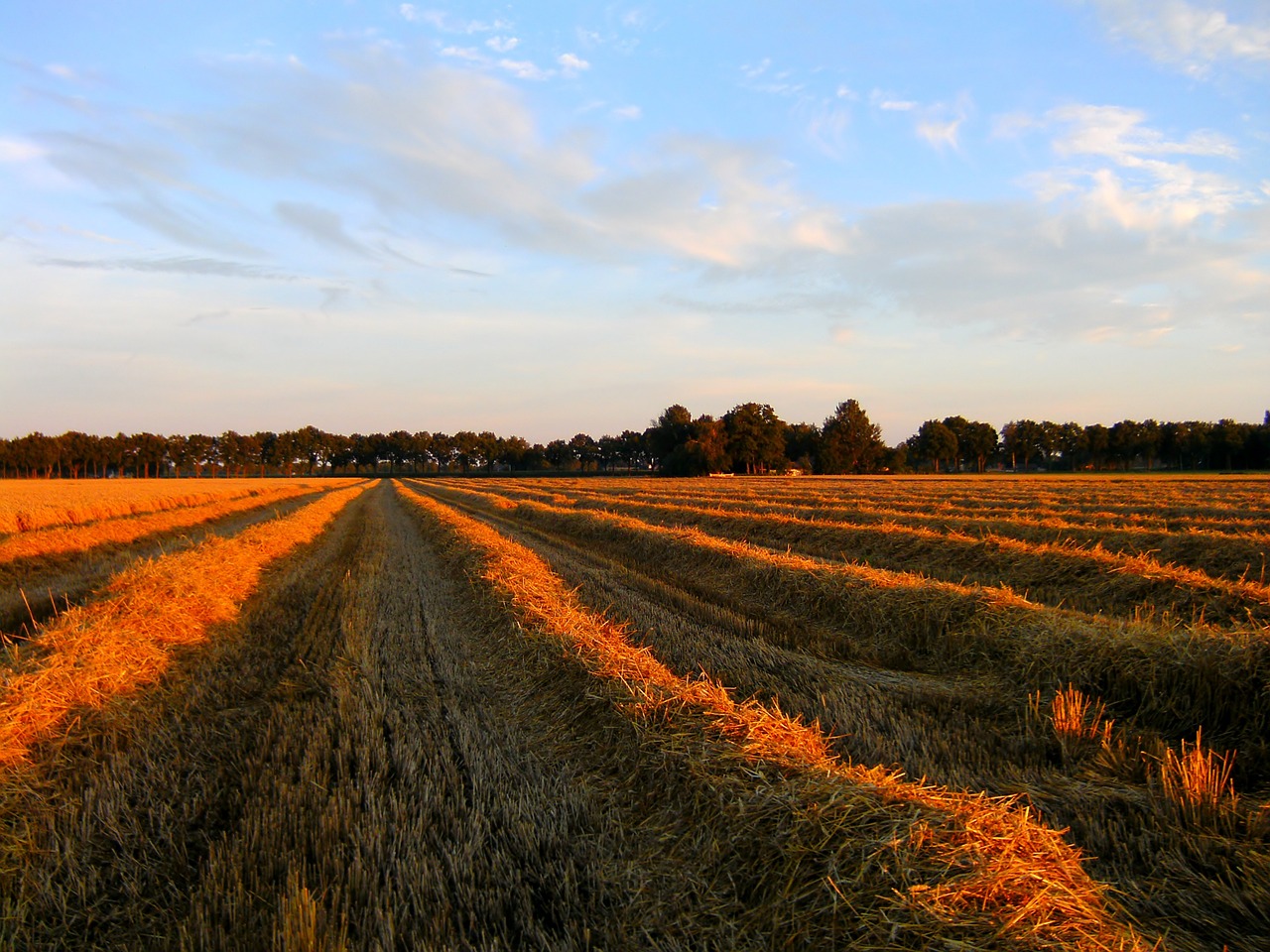 straw grain agriculture free photo