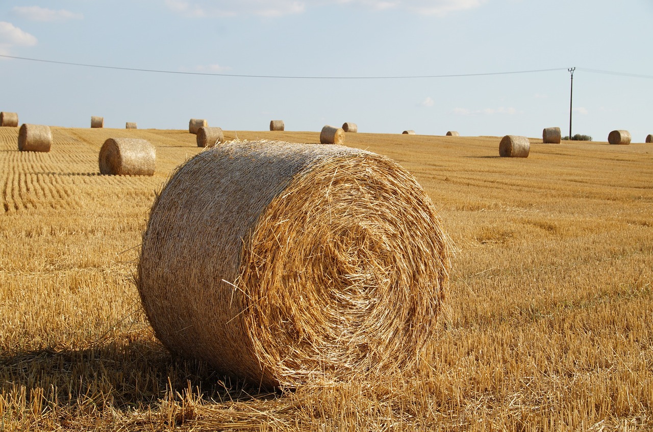straw bale of straw field free photo