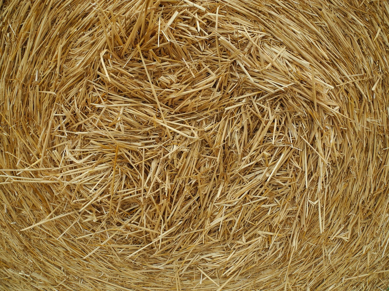 straw agriculture grain free photo