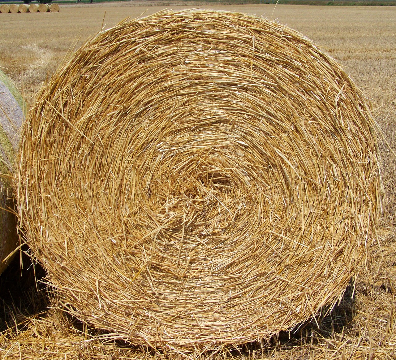 straw bale harvest agriculture free photo