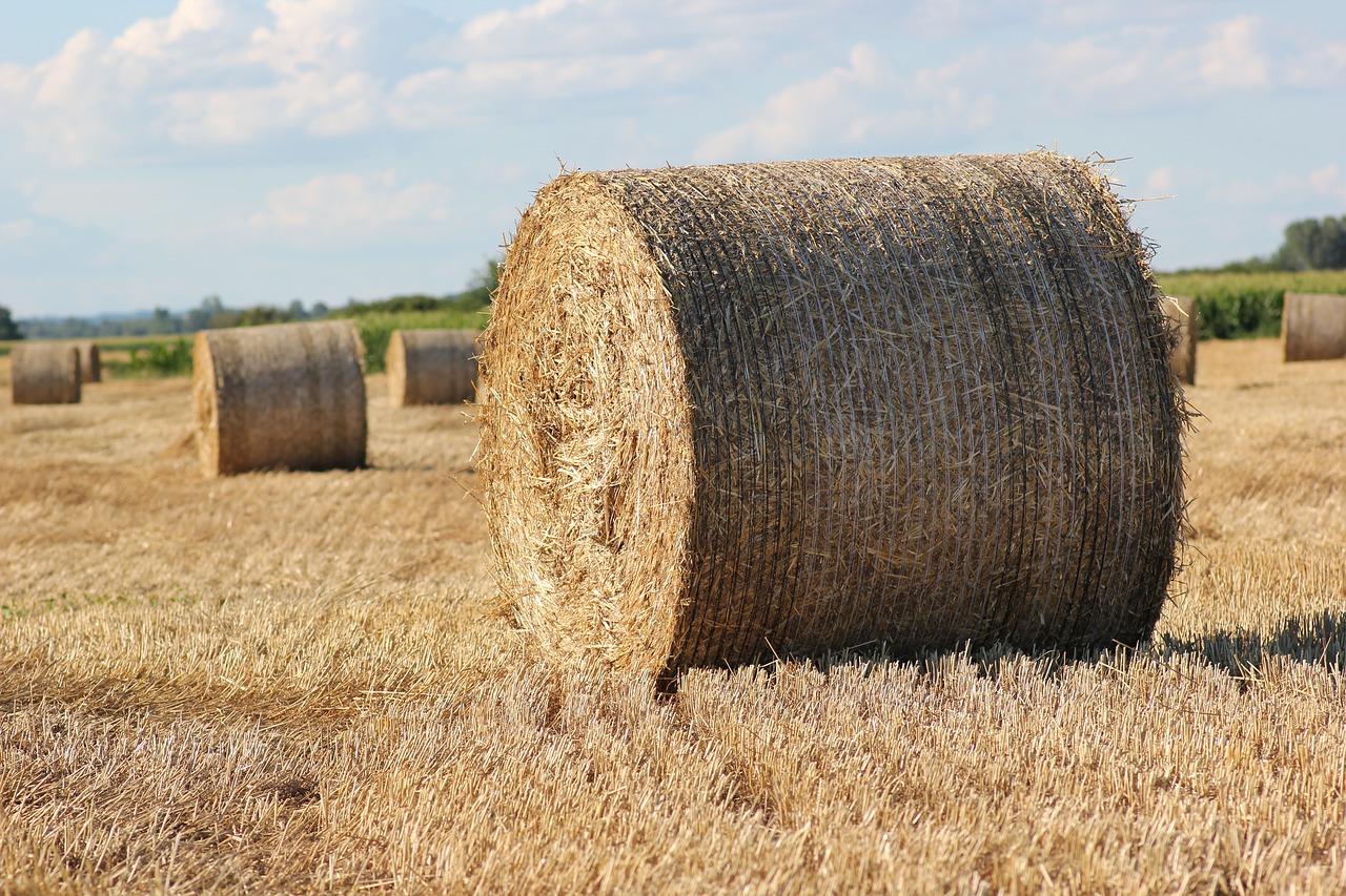 straw bale 1000 kg agriculture free photo