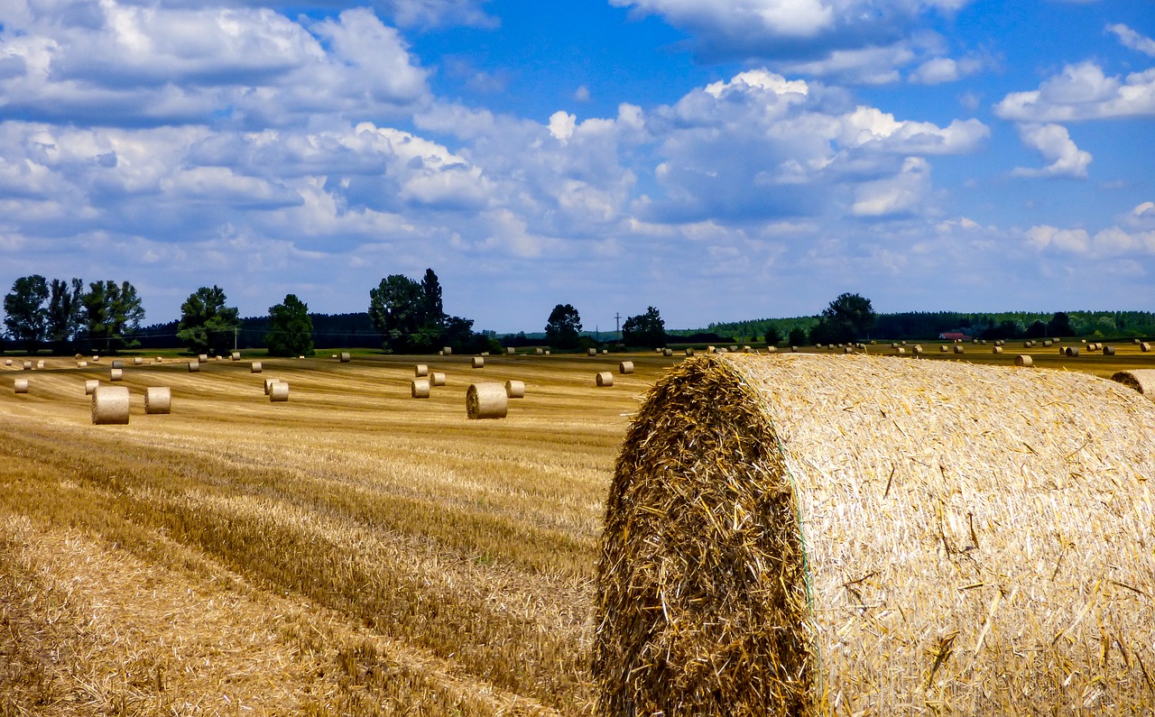 straw bale straw field free photo