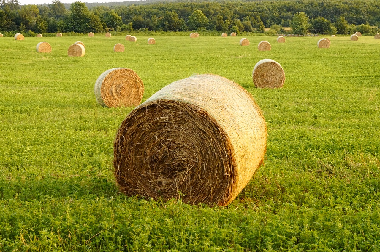 straw bale meadow field free photo