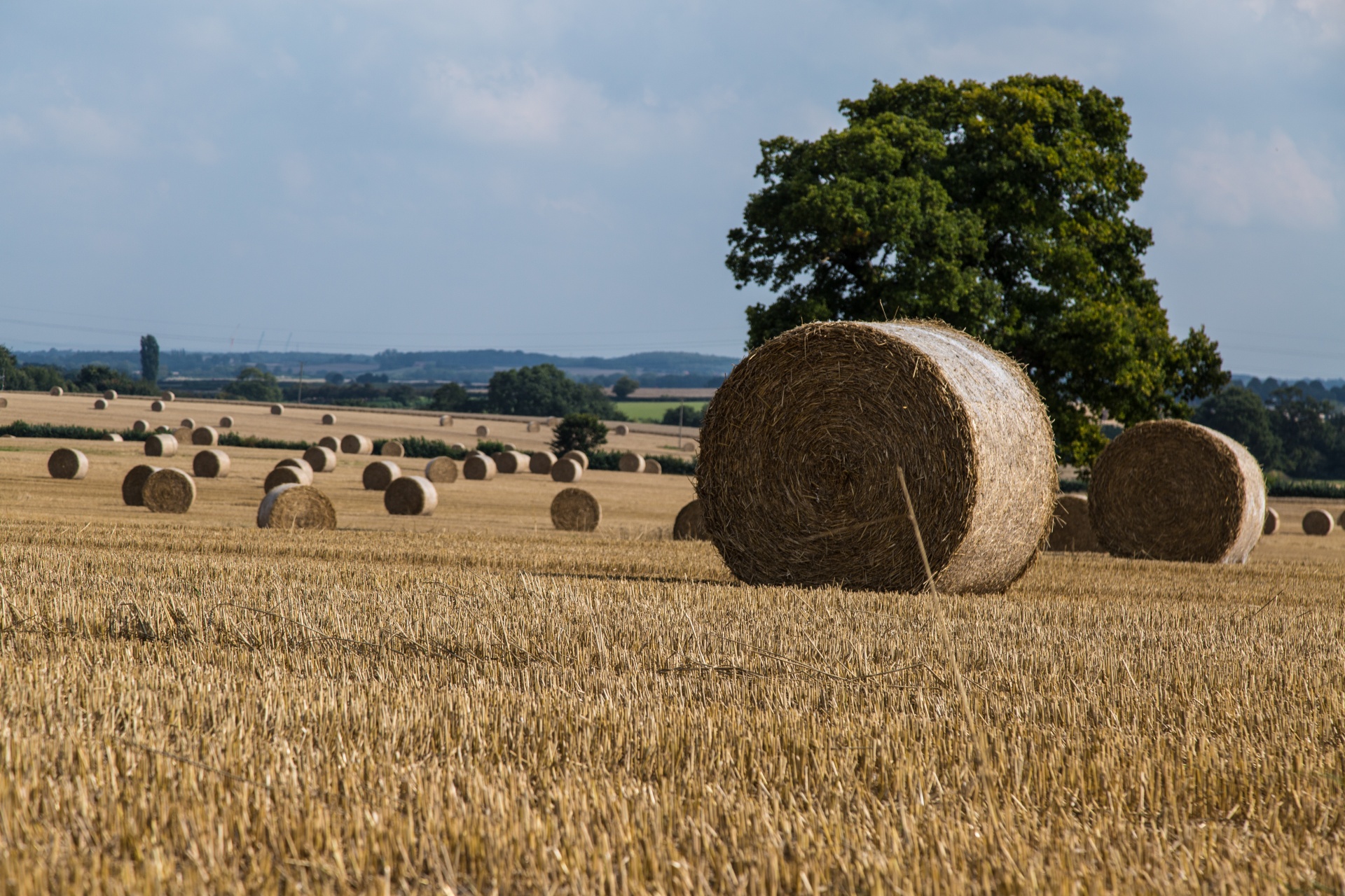 straw field grain free photo