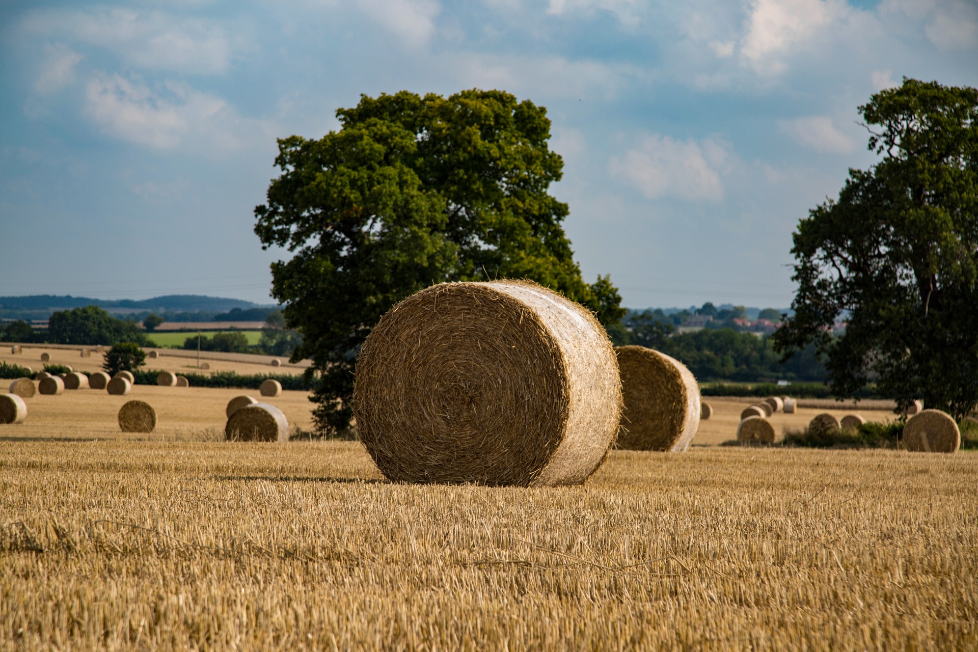 straw field grain free photo