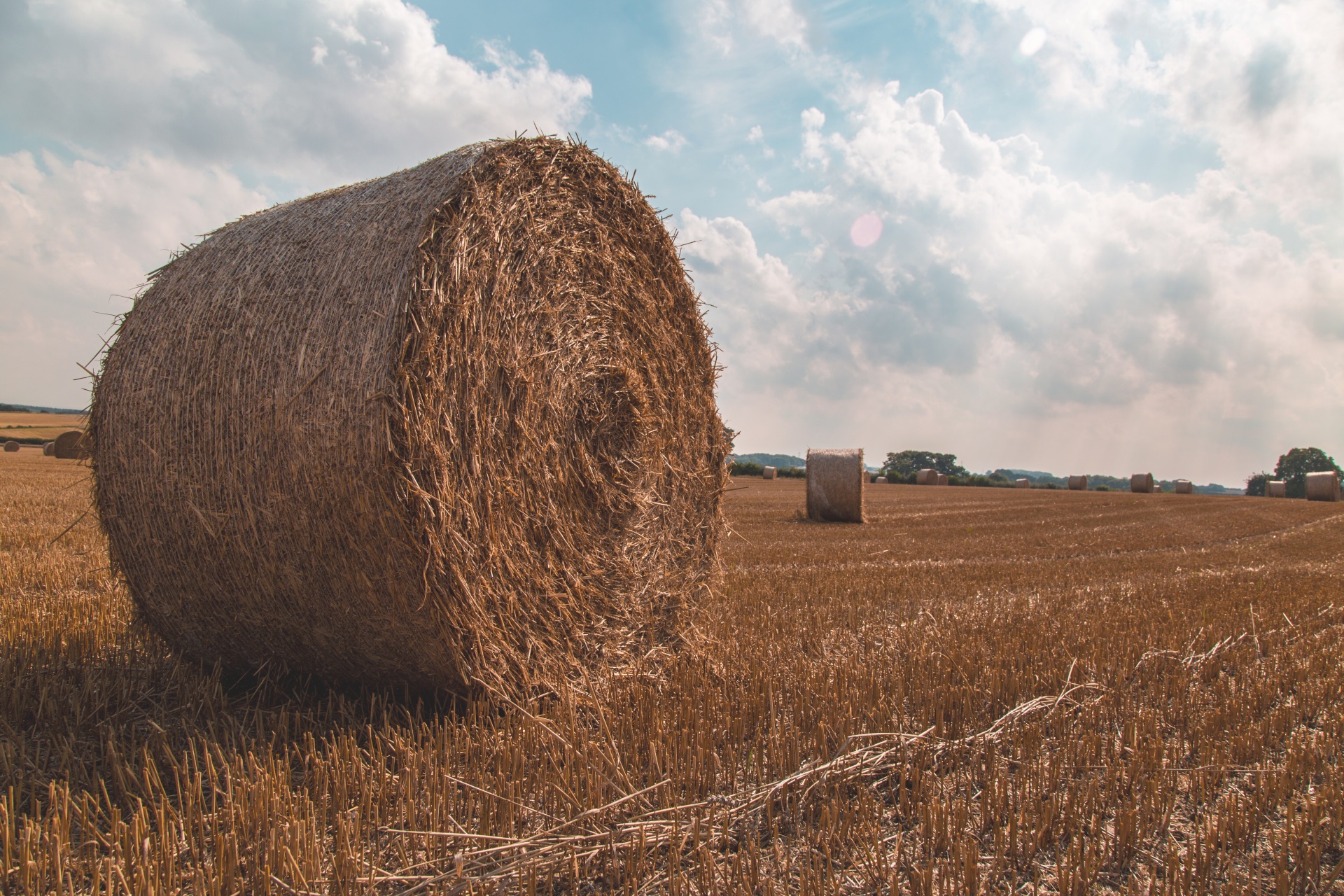 straw field grain free photo