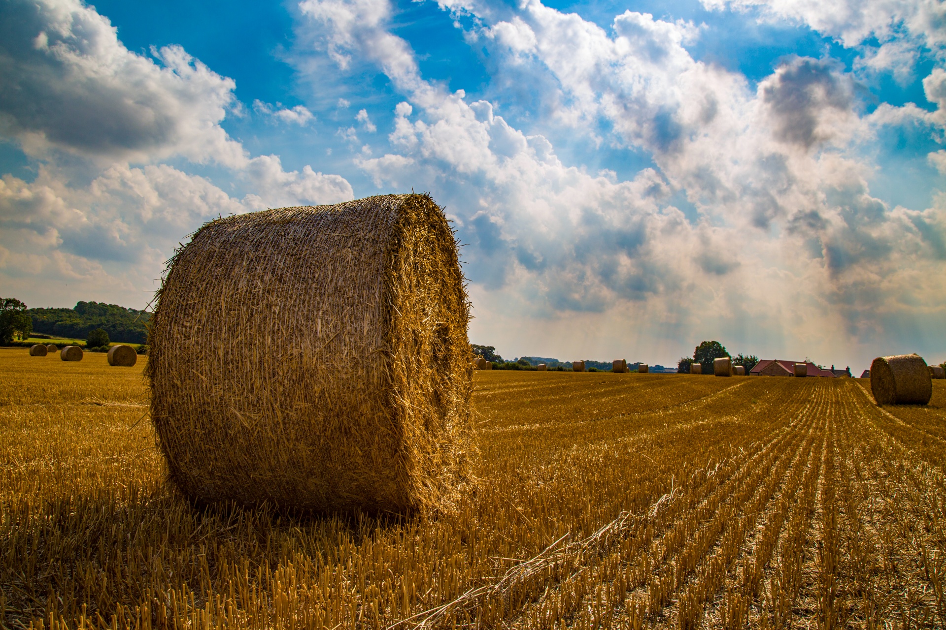 straw field grain free photo