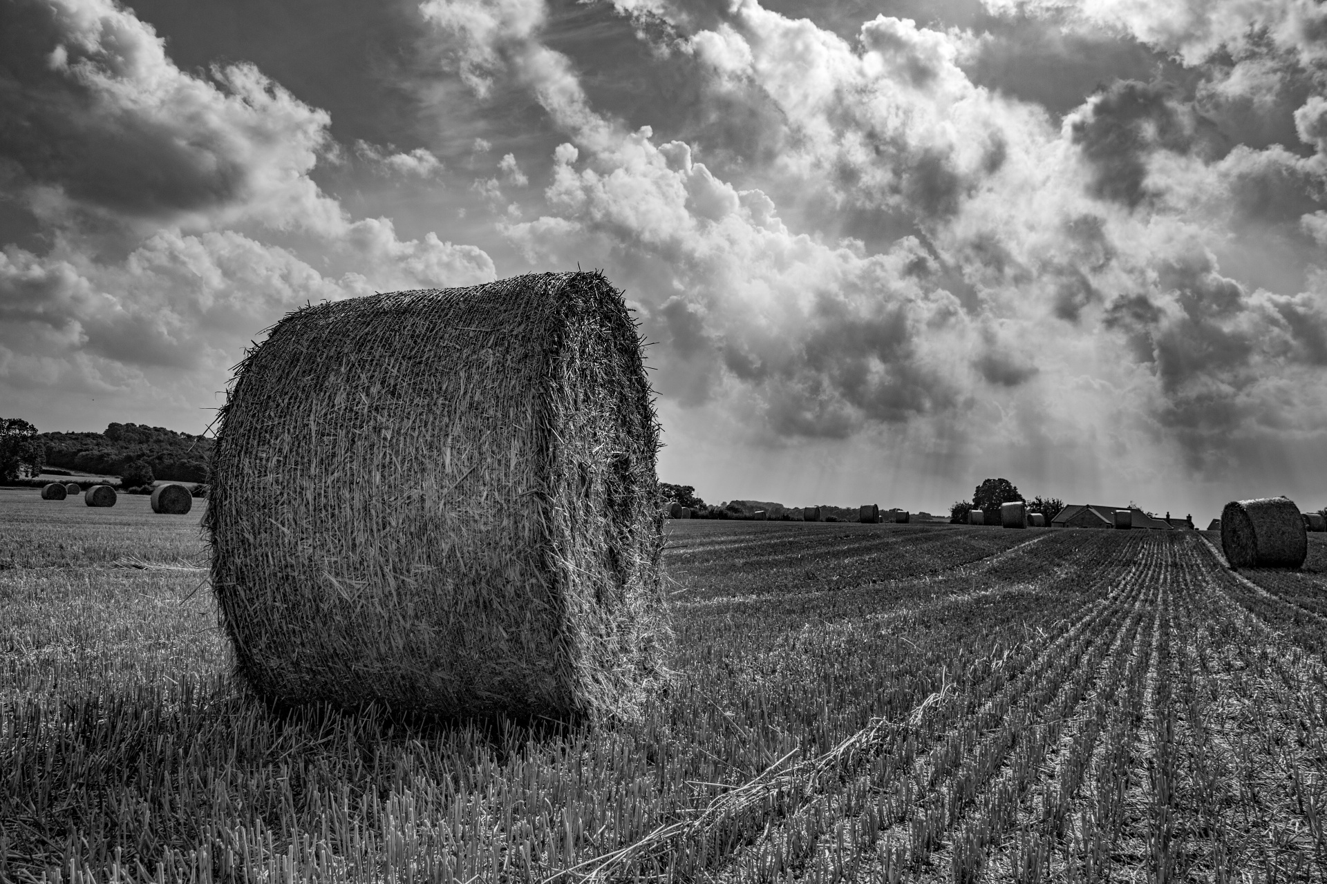 straw field grain free photo
