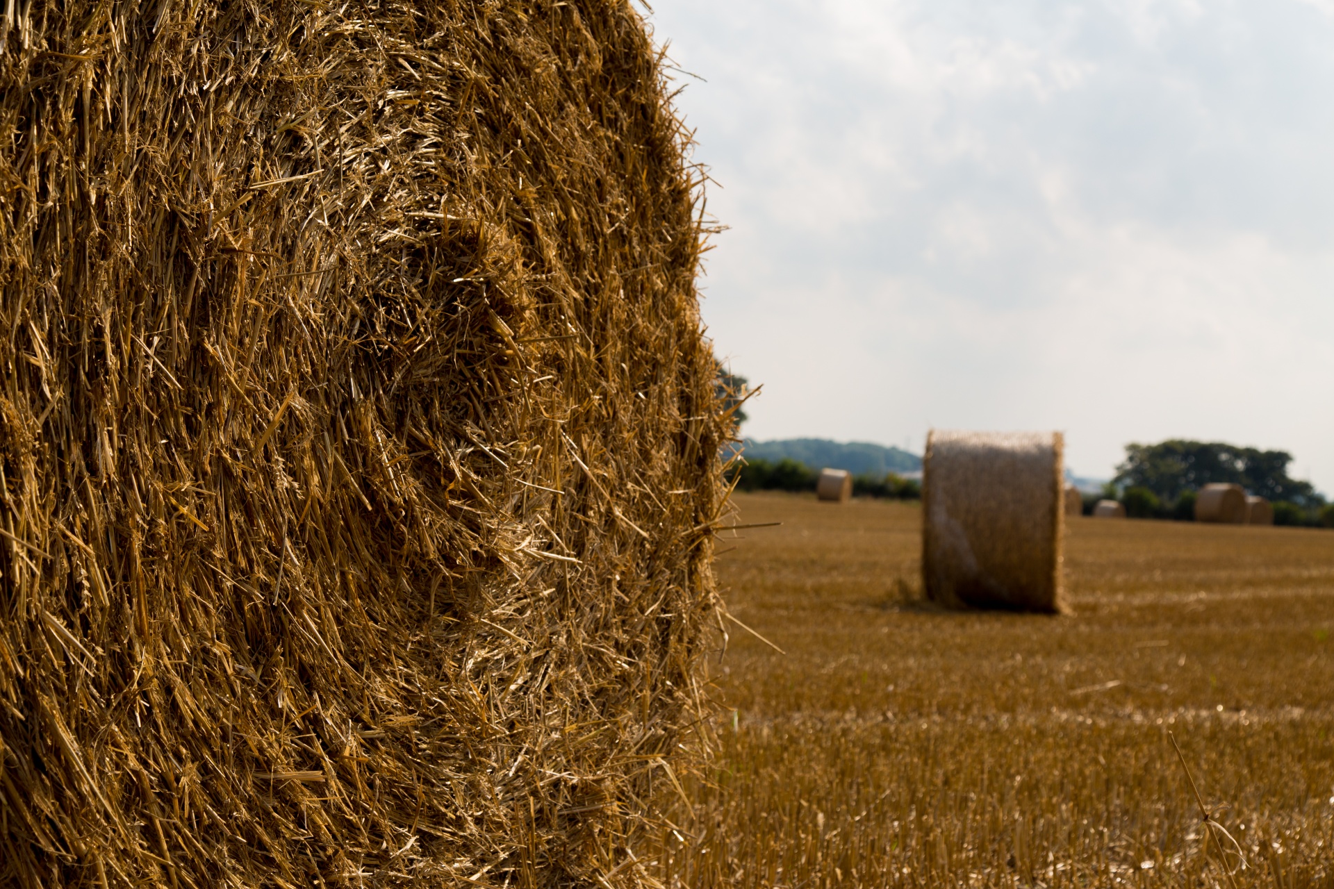 straw field grain free photo