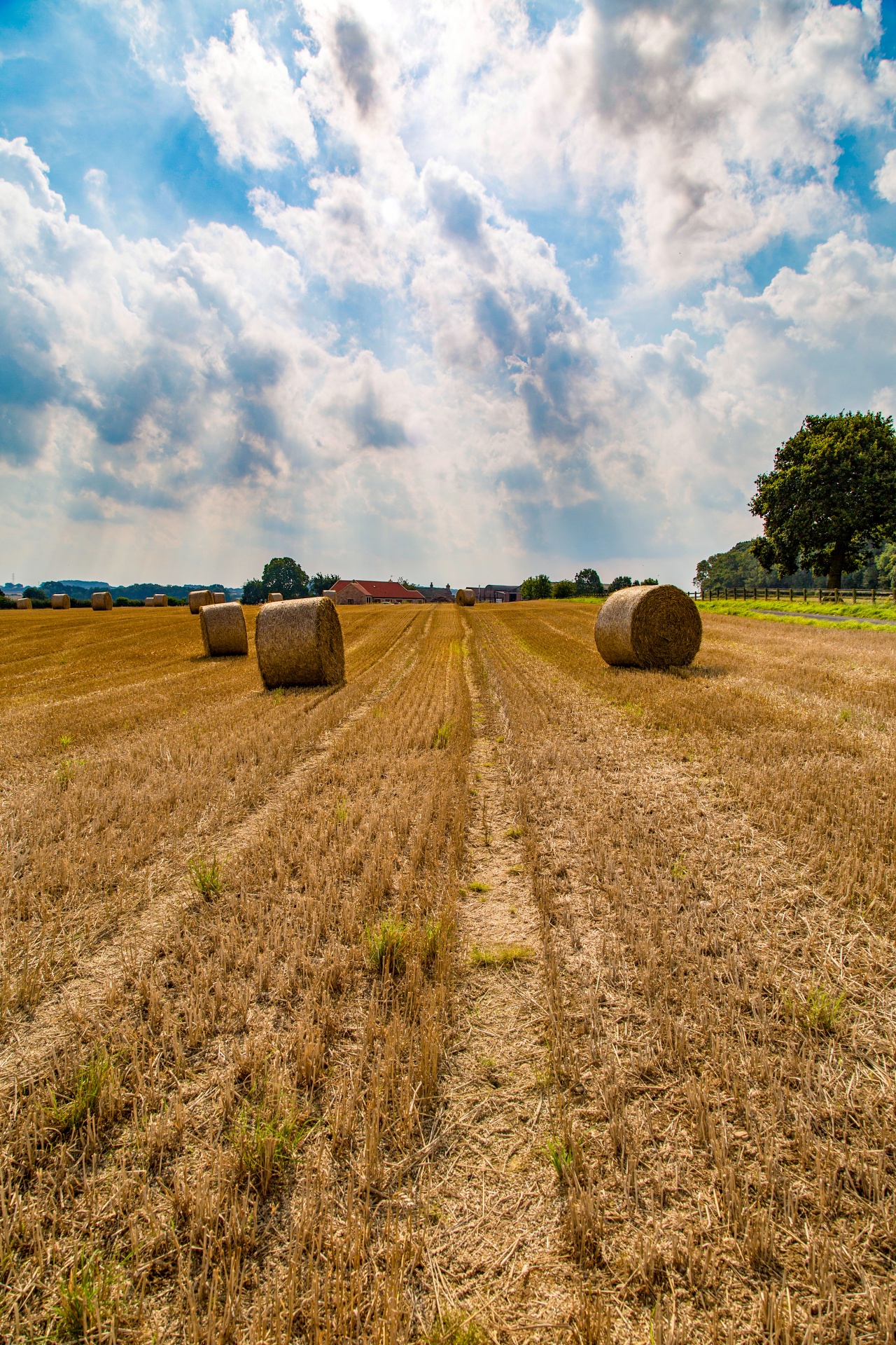 straw field grain free photo