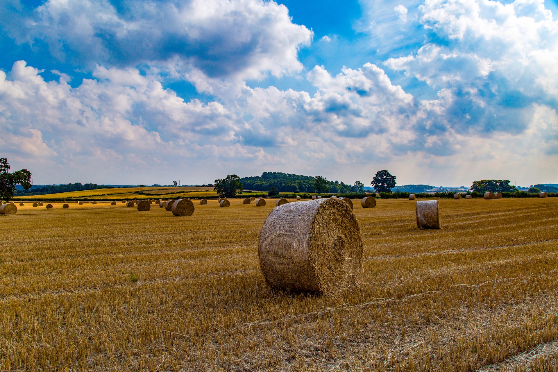 straw field grain free photo