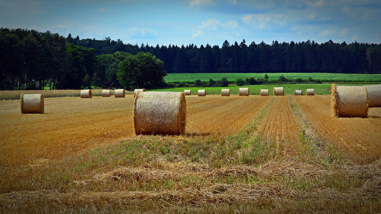 straw bales harvest straw free photo