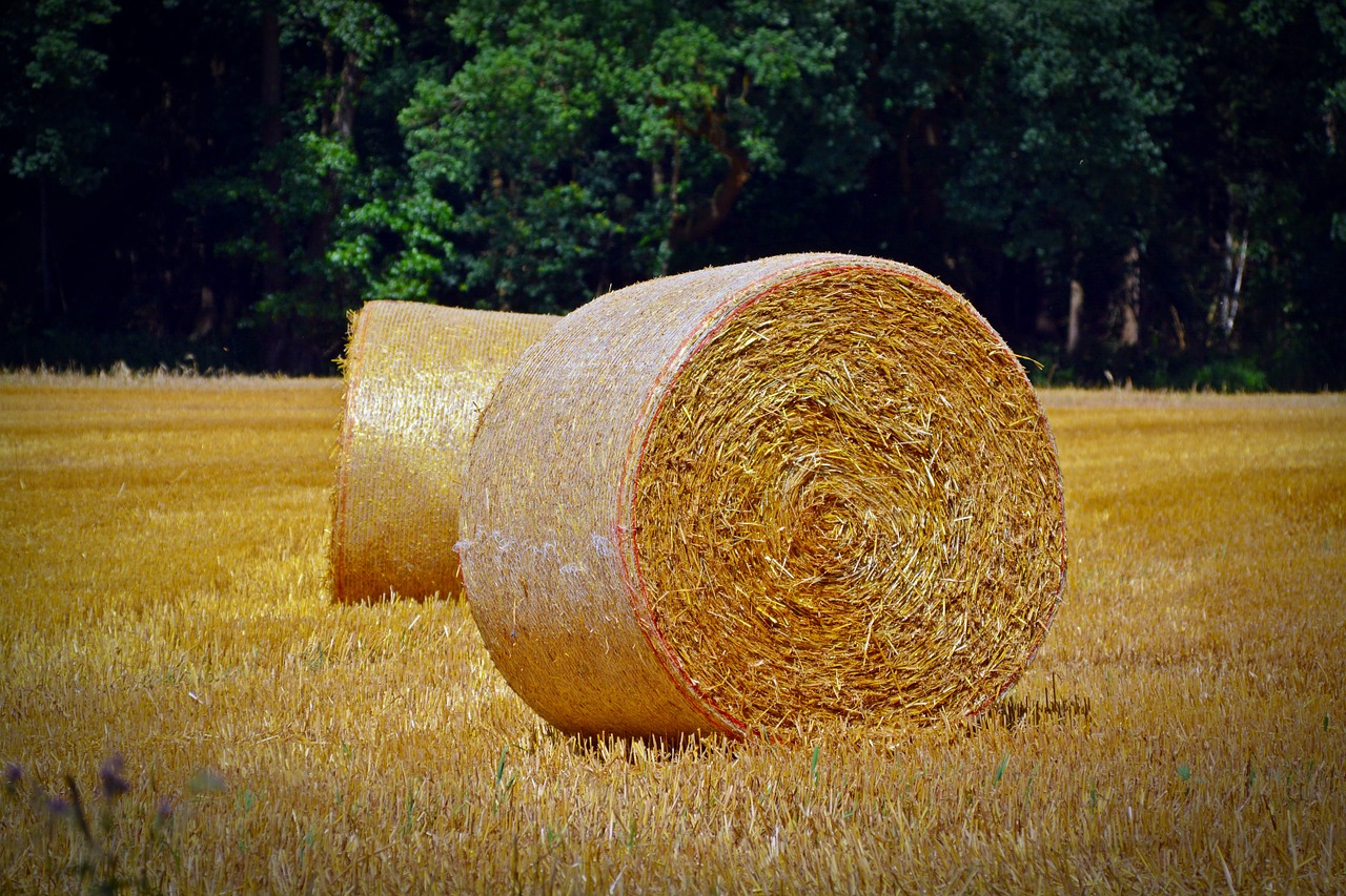 straw bales round bales agriculture free photo