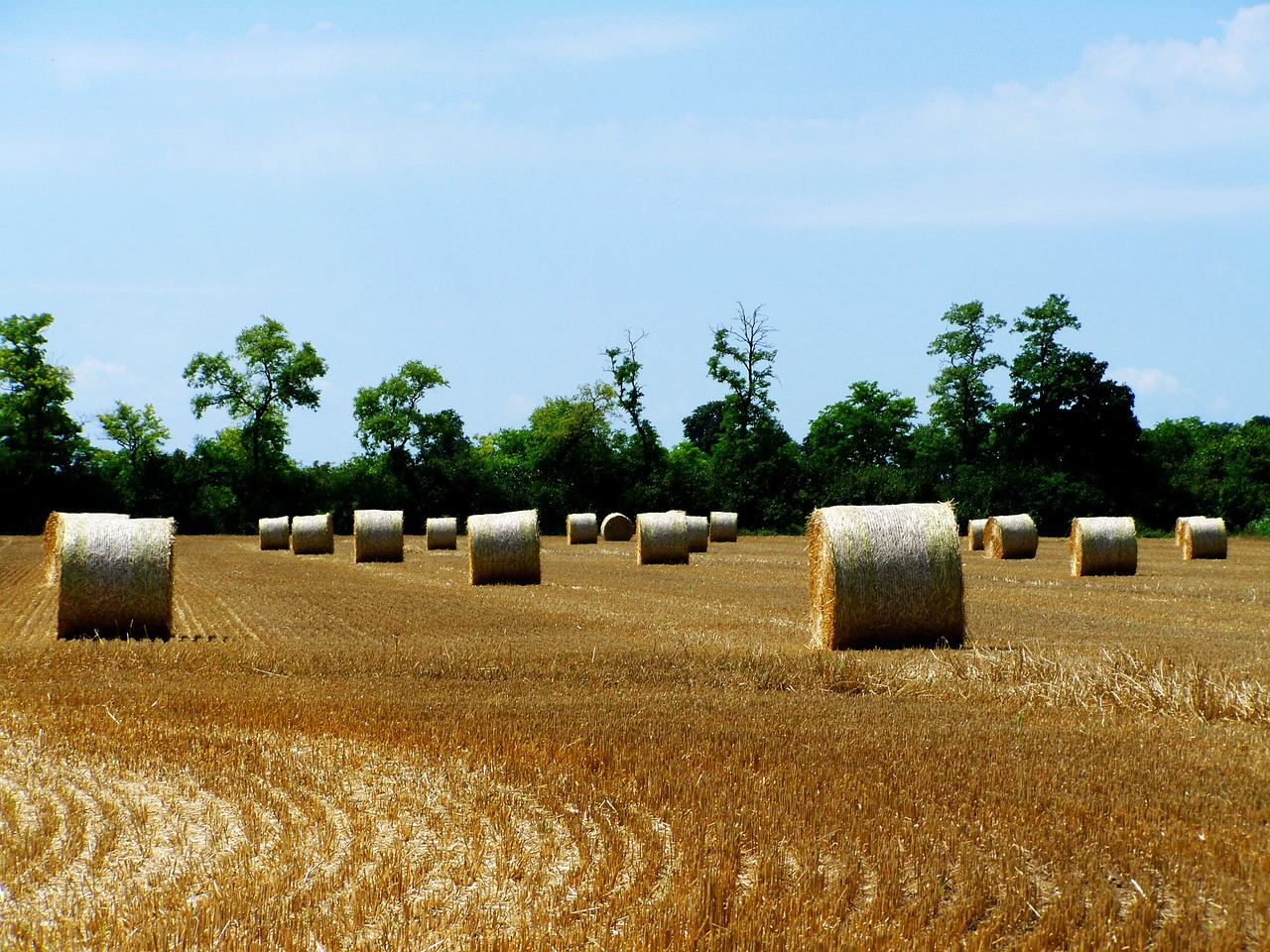 straw bales harvested crops agriculture free photo