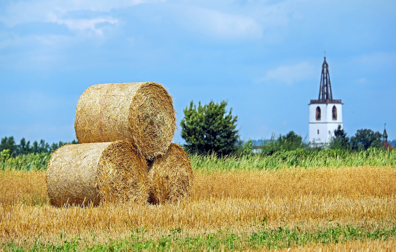 straw bales straw round bales free photo