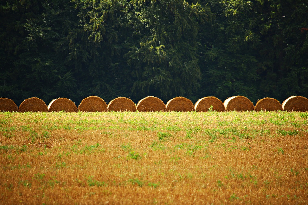 straw bales straw field free photo