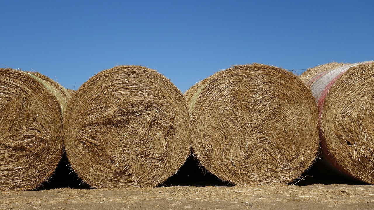 straw bales straw roll free photo