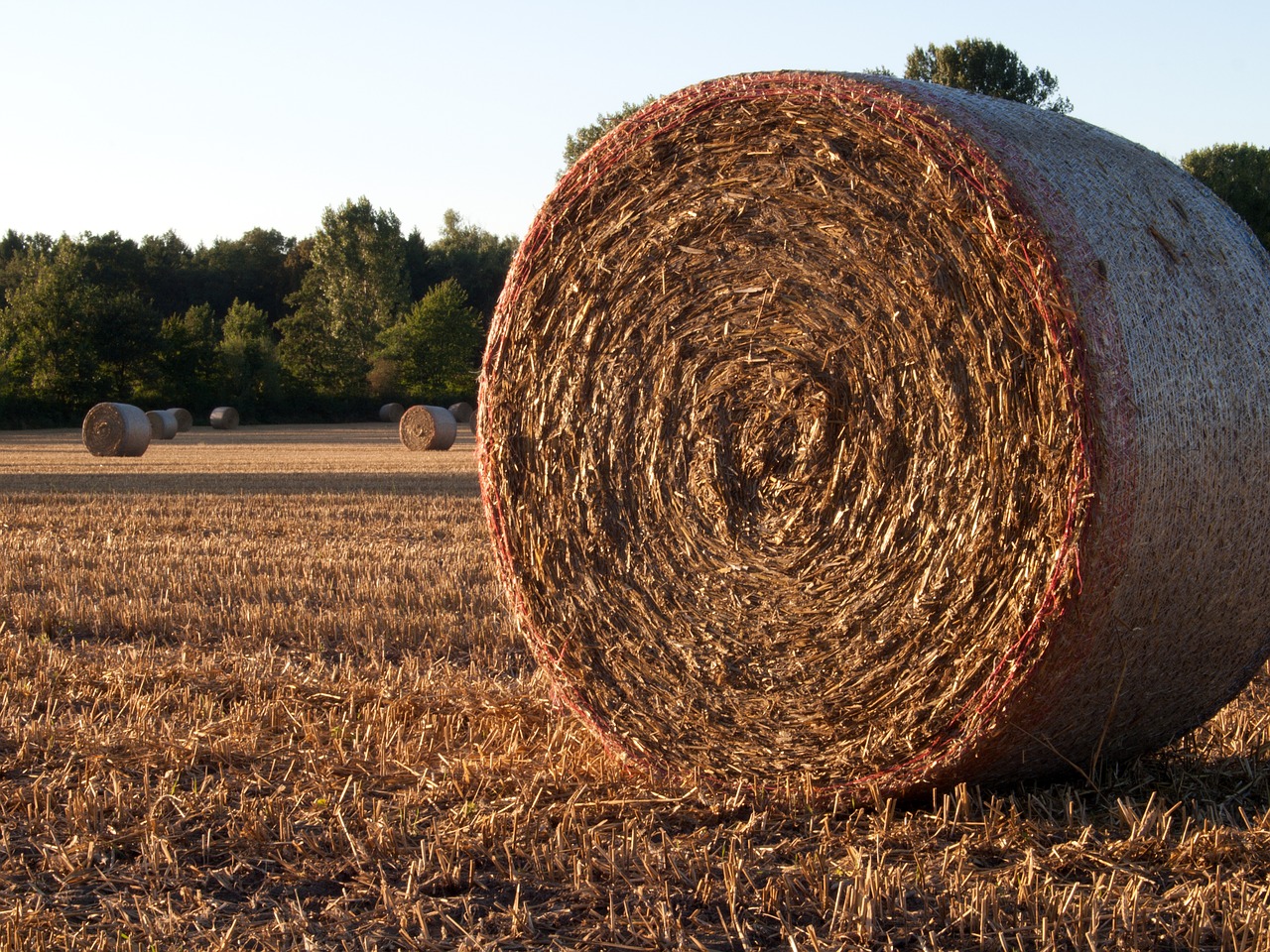 straw bales field harvest free photo