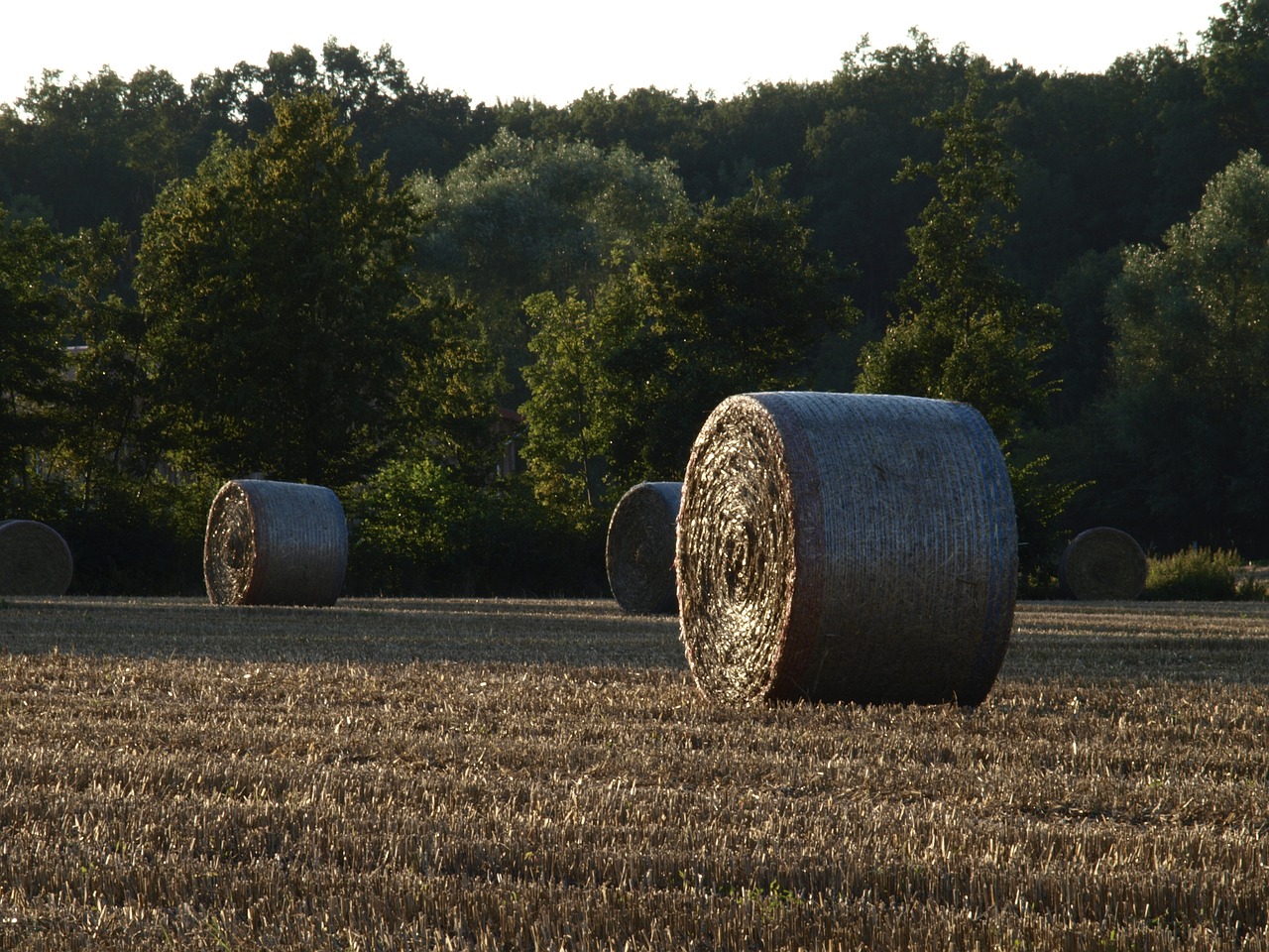 straw bales harvest field free photo