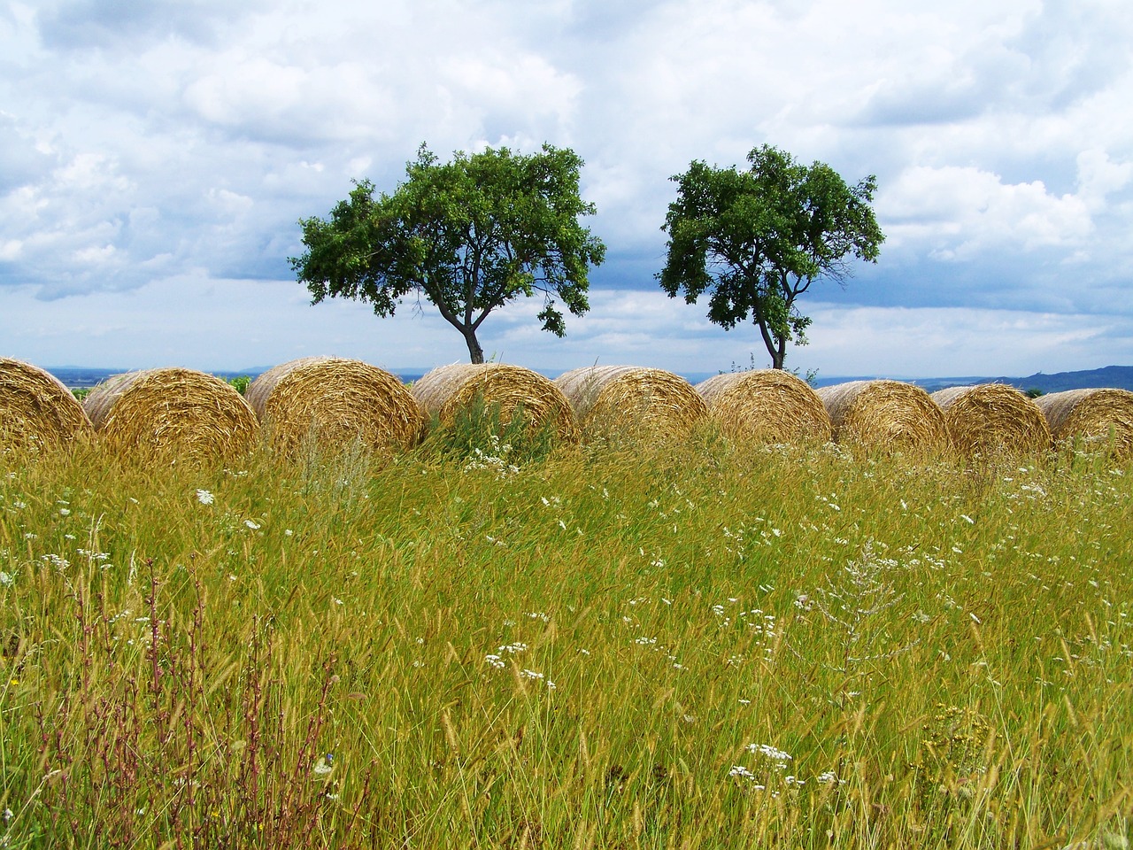 straw bales rural landscape field free photo