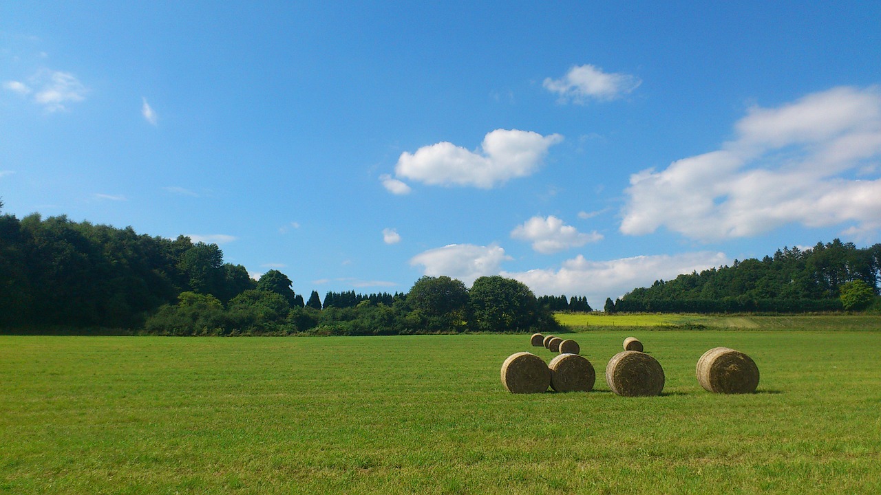 straw bales agriculture hay free photo