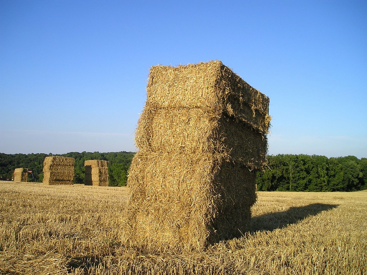 straw bales hay straw free photo