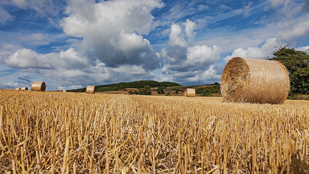 straw bales field straw free photo