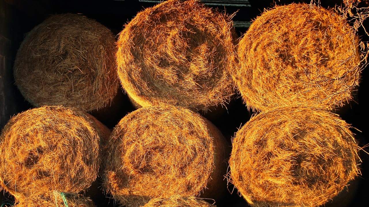 straw bales straw agriculture free photo