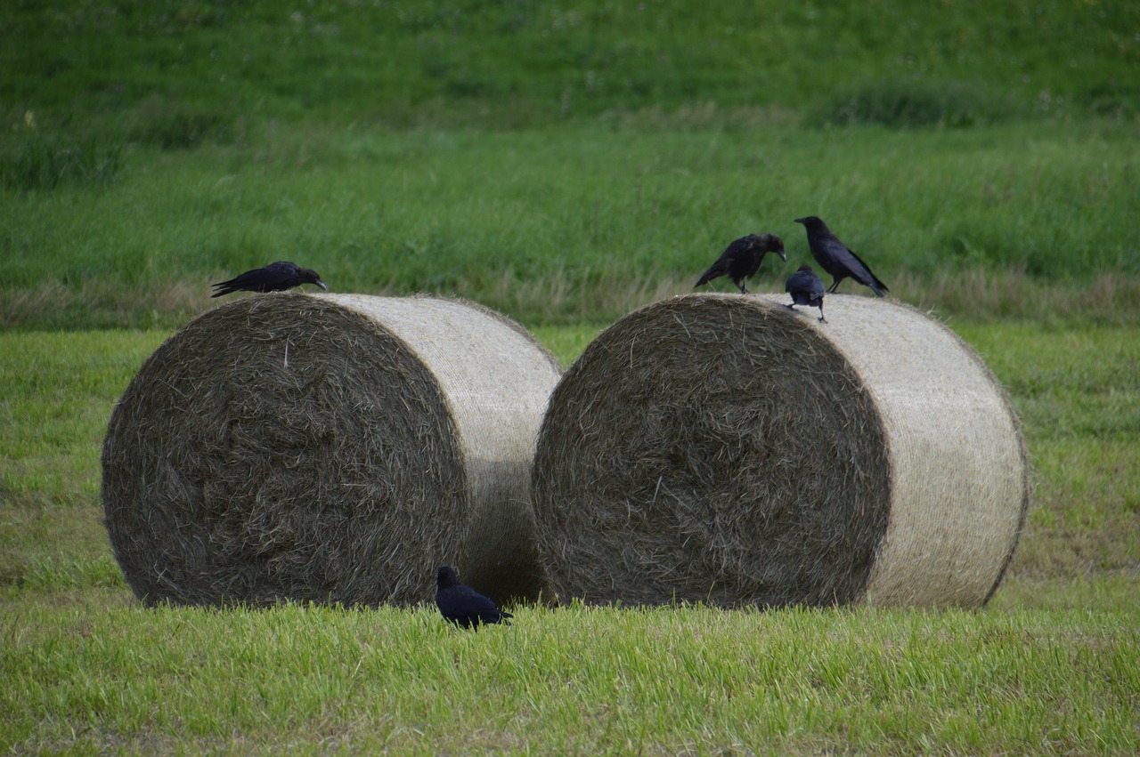 straw bales agriculture summer free photo