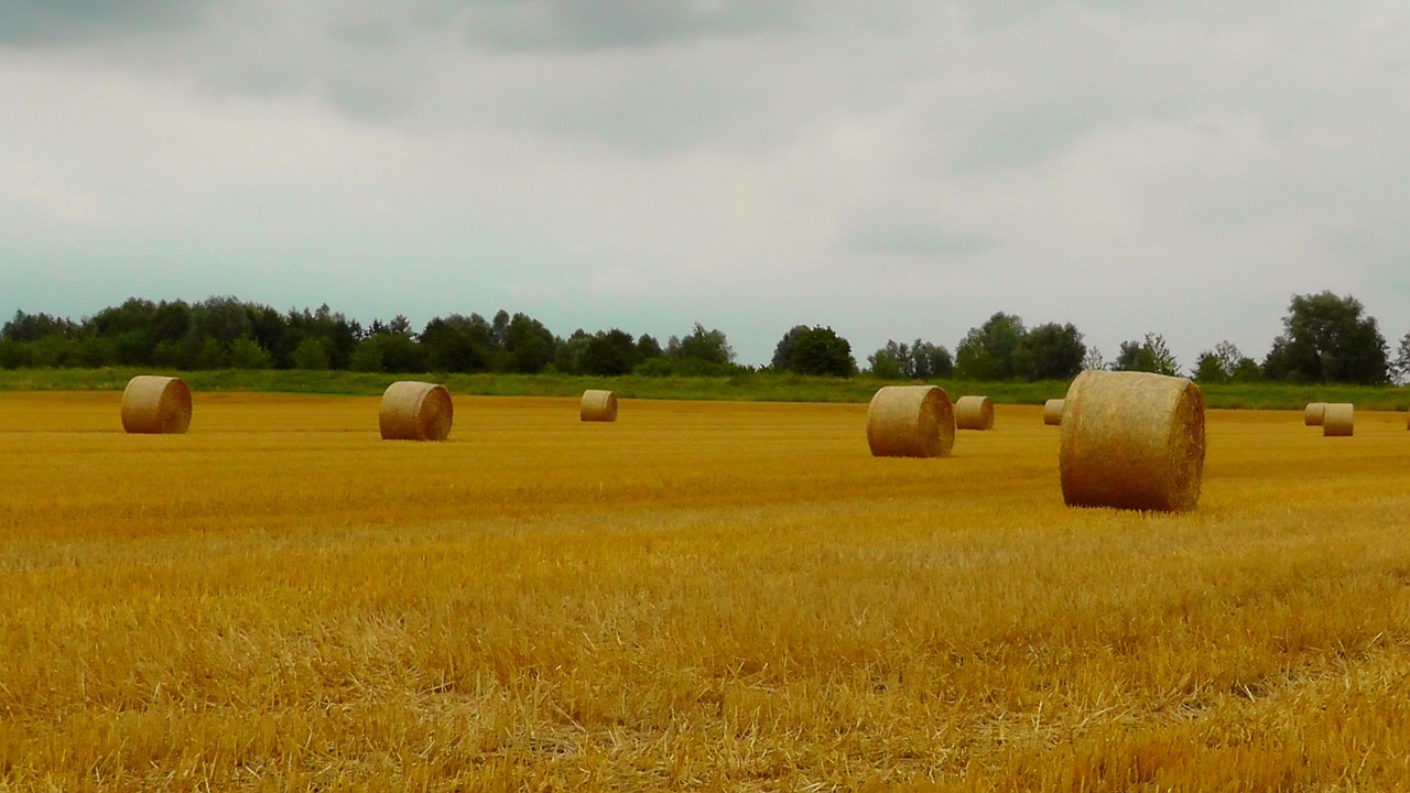 straw bales straw wrapped up free photo