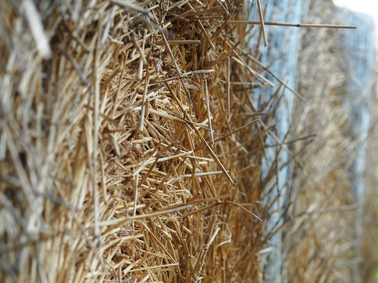 straw bales straw harvest free photo