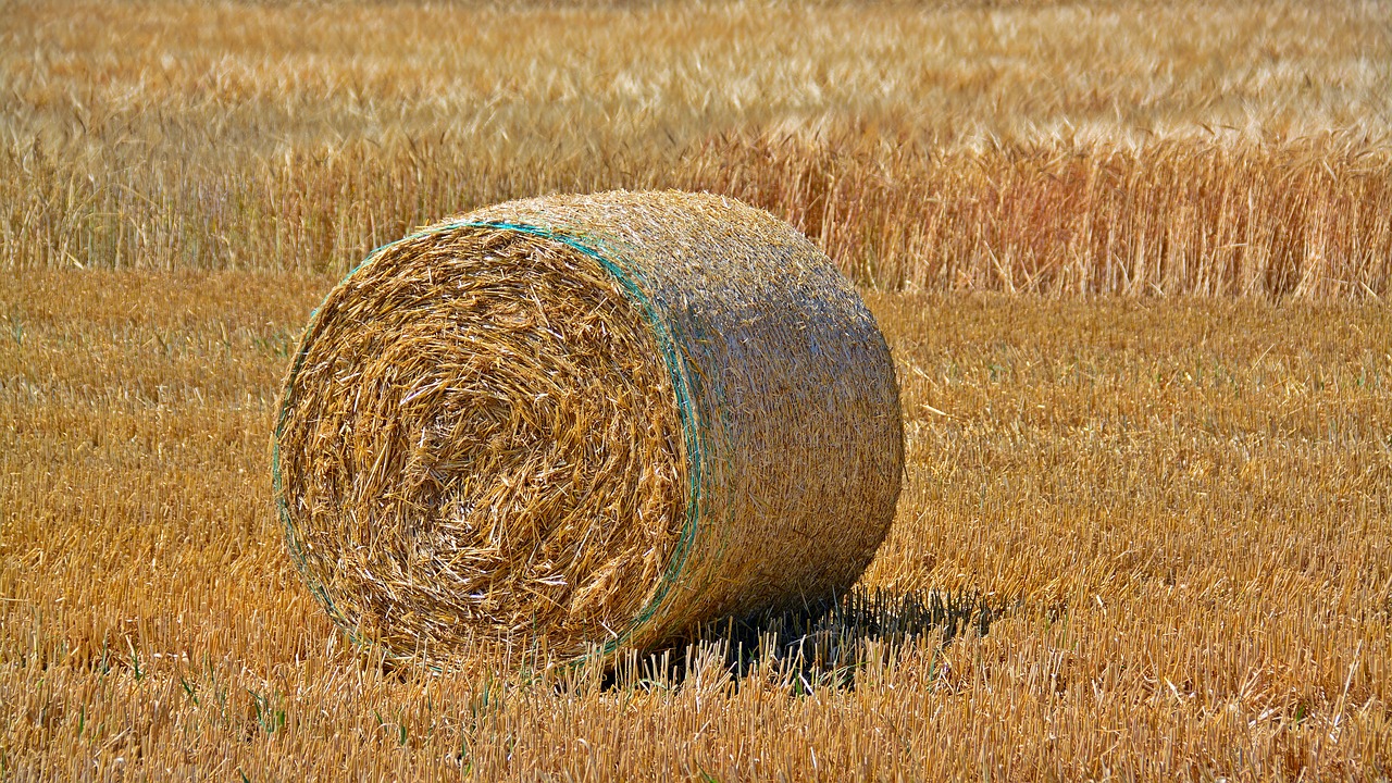 straw bales  cereals  barley free photo